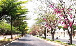 Những con đường Sài Gòn rợp bóng hoa