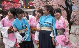 Lễ hội hoa Anh đào Nhật Bản diễn ra từ ngày 11-12/4 tại Hoàng thành Thăng Long