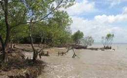 Tiếp tục bảo vệ rừng ngập mặn Đồng bằng Sông Cửu Long