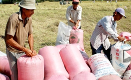 Tiền Giang thu mua lúa gạo tạm trữ đạt 97% chỉ tiêu