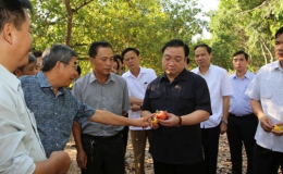 Phó Thủ tướng thị sát phát triển hạ tầng, nông lâm nghiệp Tây Nguyên