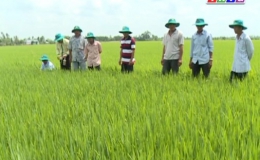 Nông nghiệp và phát triển nông thôn “Chăm sóc lúa trổ”
