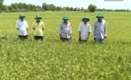 Nông nghiệp và phát triển nông thôn “Chăm sóc lúa giai đoạn trổ”