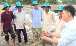 Nông nghiệp và phát triển nông thôn “Comcat giải pháp cho cây lúa”