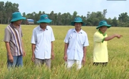 Nông nghiệp và phát triển nông thôn “Bảo vệ năng suất lúa giai đoạn trổ”
