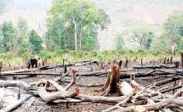 Tan nát rừng phòng hộ Tây Nguyên: Đua nhau “tàn sát’’ rừng xanh