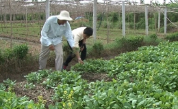 55 hộ trồng rau đầu tiên ở Gò Công Đông  được cấp chứng chỉ Việt GAP
