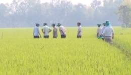 Nông nghiệp và phát triển nông thôn “Giúp lúa trổ khỏe và hạt chắc tốt”
