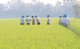 Nông nghiệp và phát triển nông thôn “Giúp lúa trổ khỏe và hạt chắc tốt”