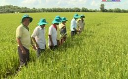 Nông nghiệp và phát triển nông thôn “Giúp lúa trổ khỏe”