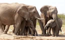Liên hợp quốc thông qua nghị quyết bảo vệ động vật hoang dã