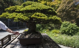 Cây bonsai 390 tuổi sống sót thần kỳ sau vụ ném bom nguyên tử ở Nhật