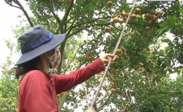 Cây lành trái ngọt “Công nghệ tạo màng bề mặt dùng cho bảo quản trái có múi”