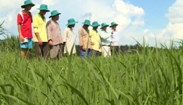 Nông nghiệp và phát triển nông thôn “Đạo ôn bùng phát và cách phòng trị”