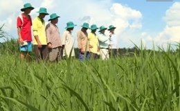 Nông nghiệp và phát triển nông thôn “Đạo ôn bùng phát và cách phòng trị”
