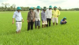 Nông nghiệp và phát triển nông thôn “Quản lý tốt bệnh đạo ôn vi khuẩn trên lúa Đông xuân”