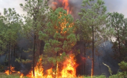 Chính phủ hỗ trợ 185 tỷ đồng phòng, chống cháy rừng