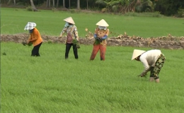 Các huyện phía Tây nỗ lực chăm sóc lúa Đông Xuân 2015 – 2016
