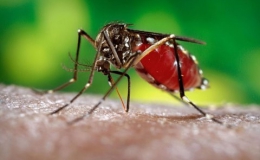 Nga nghiên cứu vacine chống virus Zika