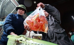 Ngày ông Táo: Giá cá chép đỏ từ ao nuôi đến bán lẻ tăng gấp 3