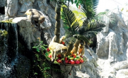 Những chú khỉ trên đảo Hòn Lao