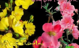 Hoa đào, hoa mai – Vị thuốc của mùa xuân