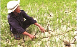 Nông nghiệp Việt Nam “mất” gần 6000 tỷ đồng do thiên tai