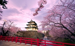 Nhật Bản ngập tràn sắc hồng mùa hoa anh đào bung nở