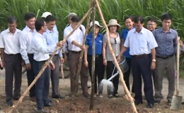 Tiền Giang phát động trồng cây nhân ngày sinh Chủ tịch Hồ Chí Minh