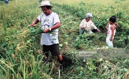 Philippines: Sản lượng lúa giảm do El Nino kéo dài