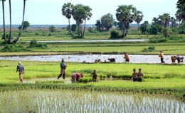 Campuchia tìm cách gỡ khó cho ngành lúa gạo