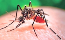 WHO cảnh báo virus Zika sẽ lan rộng tại châu Á-Thái Bình Dương