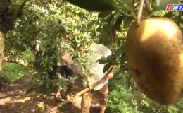 Cây lành trái ngọt “Mô hình trồng trái sa pô”