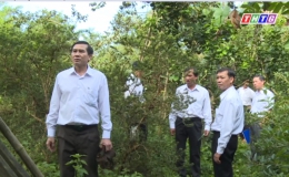 Chủ tịch UBND tỉnh đi khảo sát vườn cây ăn trái