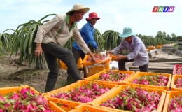 Nông nghiệp tỉnh Tiền Giang tiếp tục phát triển ổn định