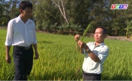 Nông dân các huyện phía Tây của tỉnh chuẩn bị chăm sóc vụ lúa Đông xuân