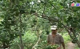Cây lành trái ngọt “Quýt chen vườn dừa”