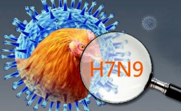 WHO khuyến cáo giám sát chặt diễn biến dịch cúm H7N9