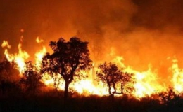 Mỹ: Gần 1.000 người sơ tán do cháy rừng tại bang Colorado