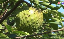Cây lành trái ngọt “Mô hình mãng cầu xiêm xã Long Vĩnh – huyện Gò Công Tây”
