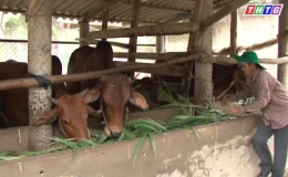 Bò là vật nuôi tái cơ nấu ngành chăn nuôi của Tân Phú Đông