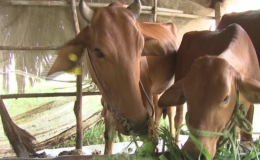 Tân Phú Đông chọn con bò làm vật nuôi chủ lực trước biến đổi khí hậu