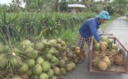 Trồng dừa uống nước Mã Lai cho hiệu quả kinh tế