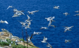 Hàng nghìn con chim nhạn đẻ trứng ở Hòn Hải