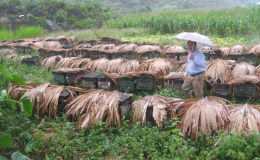 Hà Giang: Bảo tồn và phát triển giống ong nội địa phương