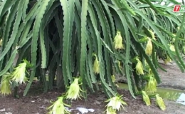 Cây lành trái ngọt “Quy hoạch phát triển cây thanh long ở Chợ Gạo”