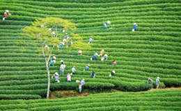 Khám phá vùng trà gần 100 năm tại Đà Lạt