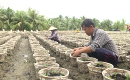 Người trồng hoa Tết Mỹ Phong thiệt hại 30% do mưa lớn kéo dài