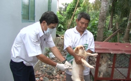 Gần 80% chó nuôi tại các hộ gia đình tỉnh Tiền Giang được tiêm vắc-xin ngừa bệnh dại