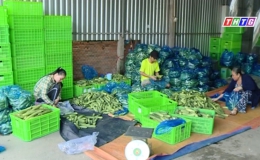 Hiệu quả từ tổ Hợp tác nông sản xã Tân Lý Tây – Châu Thành